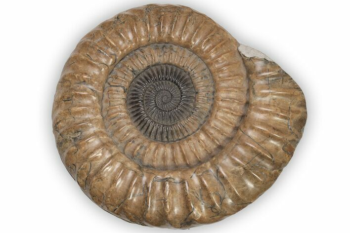 Ammonite (Paracoroniceras) Fossil - Dorset, England #206847
